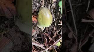 Young amp shiny Death Cap mushroom Amanita Phalloides [upl. by Cirtemed]