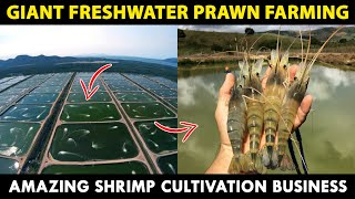 Giant Freshwater PRAWN Farming  How to start Biggest Indoor SHRIMP Farming Business [upl. by Meg]