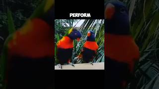 The RAINBOW LORIKEET  Lovely Mating Dance 😍 [upl. by Jalbert]