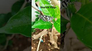 మా పెరట్లో సీతాకోకచిలుక butterflynaturetrending dharvik vlogs [upl. by Deacon28]