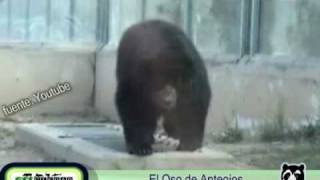 Informe sobre El Oso de Anteojos [upl. by Aleakam]