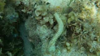 September 2024 Fireworm snorkeling negril jamaica [upl. by Annoiek]