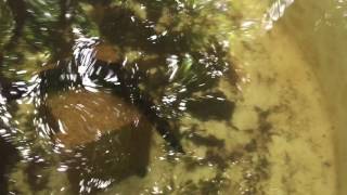 Breeding Cardinal Tetra in Australia [upl. by Dlorrej824]