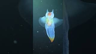 One Of The Most Beautiful Sea Creatures🧚‍♀️😮shorts [upl. by Haveman]