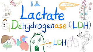 Lactate Dehydrogenase LDH  Organ Damage  Biochemistry Labs Clinical significance [upl. by Brigette864]