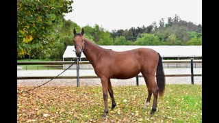 COM KITAI Z COMTHAGO VDL x CASARIO II  2023 filly [upl. by Asilenna]