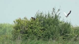 Otmoor Leucistic Marsh Harriers [upl. by Nahtannoj]