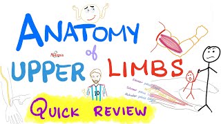 Anatomy of the upper limbs extremities  Brachial Plexus  Quick Review [upl. by Anib]