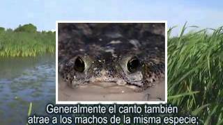 Bufo granulosus Anfibios de la Laguna de Rocha [upl. by Odlonyer266]