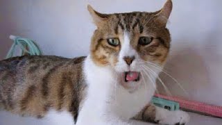 The most DRAMATIC CATS in the world 😂 Funny Cat Videos 2024😹 [upl. by Ellatsyrc]