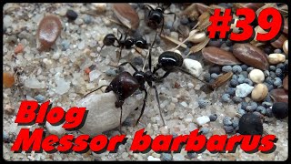 Blog Messor barbarus 39  Renouveau [upl. by Hoopes]