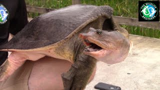 GIANT Turtle CAUGHT in Florida Pond Catching the Florida Softshell ft Animal Encounters [upl. by Ricardo226]