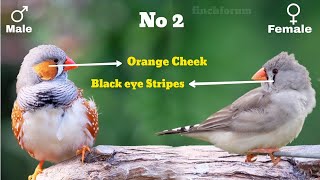 Differences Between Males and Female Zebra Finches Gender identification of zebra finches [upl. by Esaele]