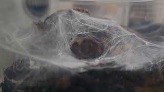 Orange Baboon Tarantula Feeding  Pterinochilus Murinus [upl. by Rillis123]