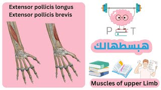 Extensor pollicis longus  brevis upperlimbهبسطهالك [upl. by Gargan]