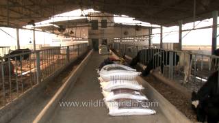 Organic cows at a dairy farm in Punjab [upl. by Delores139]