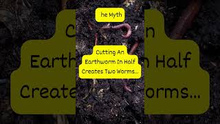 Earthworm Myth Busted Does Cutting It in Half Really Create Two Worms [upl. by Nahtad]