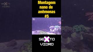 Montagem nano de anêmonas shorts 5 [upl. by Brendin]