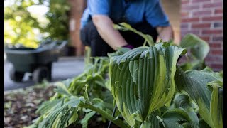 Tips for repairing a hail damaged garden [upl. by Nanete]