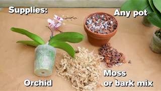 How to Repot an Orchid [upl. by Ardnasella214]