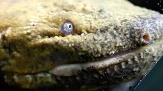 See what a hellbender looks like [upl. by Hnim]