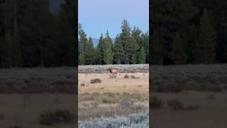 Bull elk on his way to find a mate animals [upl. by Brightman]