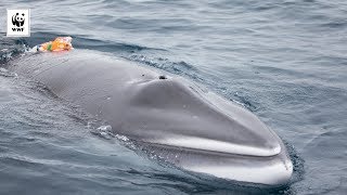 First Camera To Ever Be Attached to a Minke Whale  WWFAustralia [upl. by Goeger]