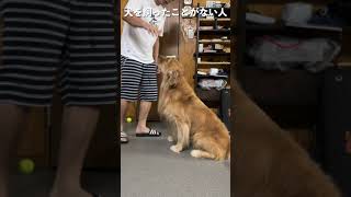 犬の触り方 shorts how touch the dog [upl. by Fen]