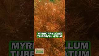 MYRIOPHYLLUM TUBERCULATUM INSANE RED AQUARIUM PLANT For Sale [upl. by Kulseth]