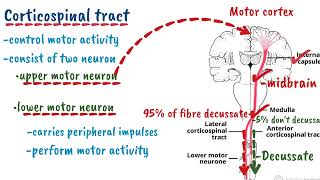 Overview of Spinal cord Tract  Spinothalamic tract  Dorsal column tract  Corticospinal tract [upl. by Fausta]