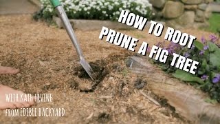 How to Root Prune a Fig Tree [upl. by Renata]