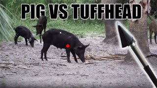 Pig Hunting With The Tuffhead Evolution 3 Blade Broadhead [upl. by Khalsa]