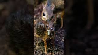 Chevrotain  The Mouse Deer [upl. by Huan]