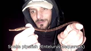 Burbot hunting and microfishing in Norway [upl. by Zulaledairam570]