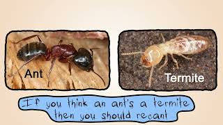 Ants vs Termites by Peter Weatherall [upl. by Ilenay]