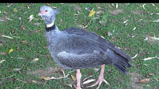 Southern Screamer [upl. by Valdemar]