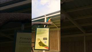 Macow parrot Cute Voice parrot tweety birds macow cutetweety funny parrotlover parrottalking [upl. by Roban856]