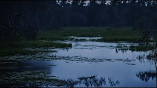 Sleep Better with Swamp Sounds Crickets and Frogs [upl. by Raffo]