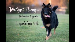 Chodský pes  Amethyst Niraya Bohemian Crystals [upl. by Hailey]