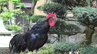 japanese rooster crowing continuously for 20 seconds [upl. by Orville]