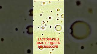 LACTOBACILLI BACTERIA UNDER MICROSCOPE short shorts viral trending [upl. by Devi]