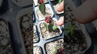 Side shots must do Succulent plant succulents plants cactus propagation homegarden tips [upl. by Laenaj]