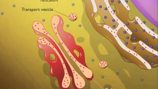 Lysosomes HD Animation [upl. by Narra]