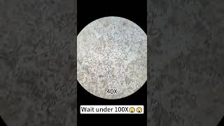 Instant noodles magnified 400X is seriously awesomemicroscope underthemicroscope [upl. by Aneekan]