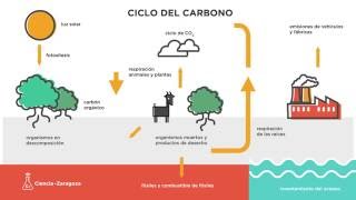 El ciclo del carbono [upl. by Lleret]