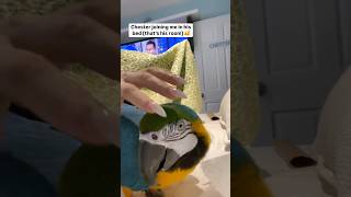 😂😂🤷🏼‍♀️macaw parrot talkingparrot talkingbird cutebird funnybirdpetbirdreelsininstagram [upl. by Herc]