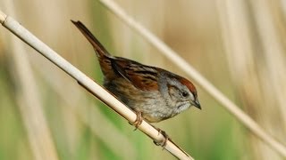 Swamp Sparrow Portrait 2 [upl. by Butler]