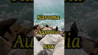 Narooma Australia NSW landscape relaxing [upl. by Quintessa]