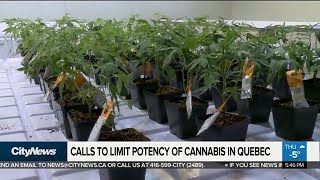 Quebec psychiatrists call for potency limits on cannabis [upl. by Lidah725]