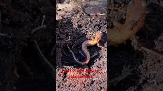 Eastern Red Backed Salamanders of 2024 dayhikingandherpingdudes [upl. by Merce]